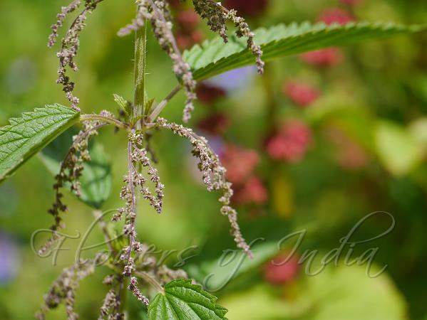 urtica-dioica-stinging-nettle